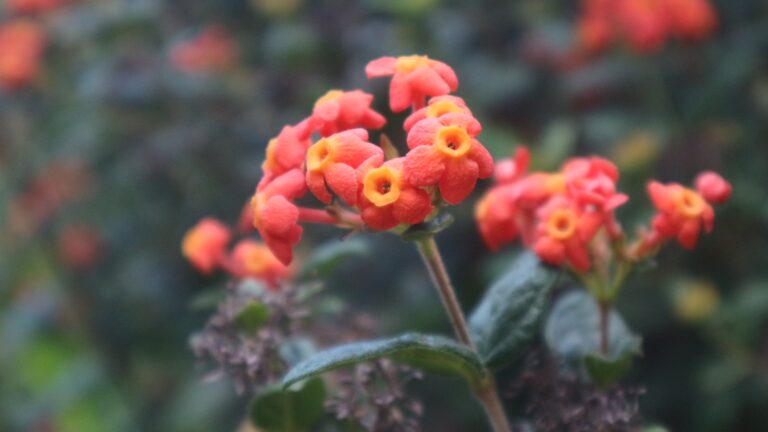 Queen Elizabeth II Botanic Park