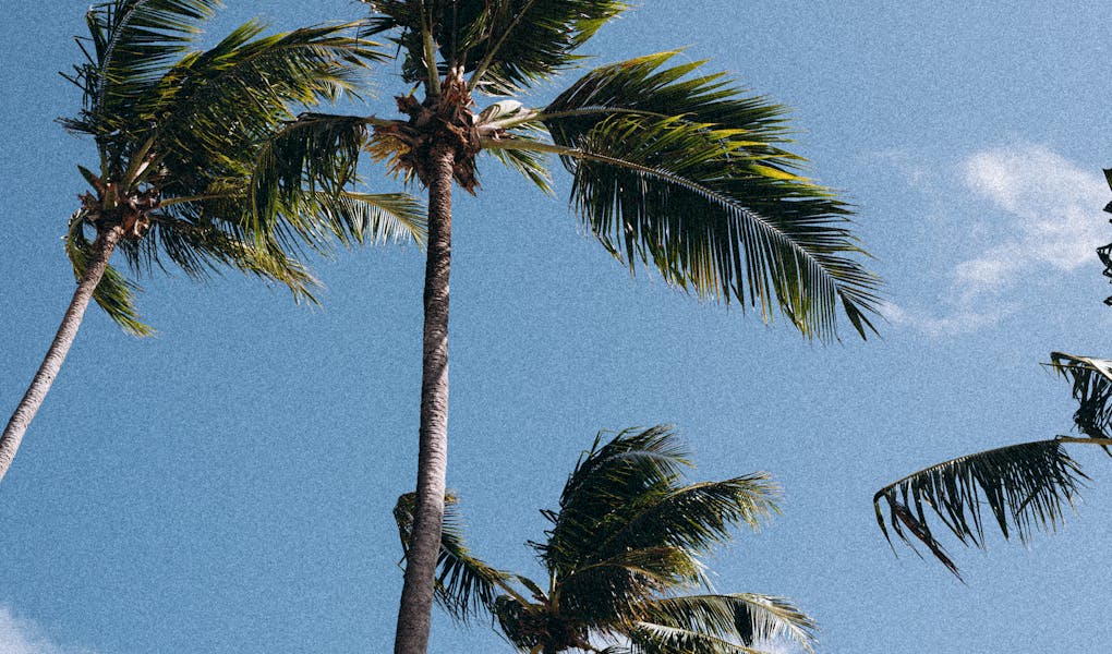 Tall palm trees sway gently against a clear blue sky, conveying a tropical, relaxed vibe.