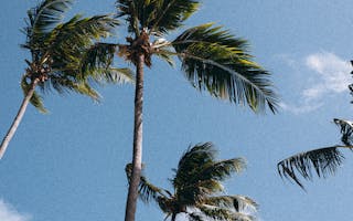 Tall palm trees sway gently against a clear blue sky, conveying a tropical, relaxed vibe.