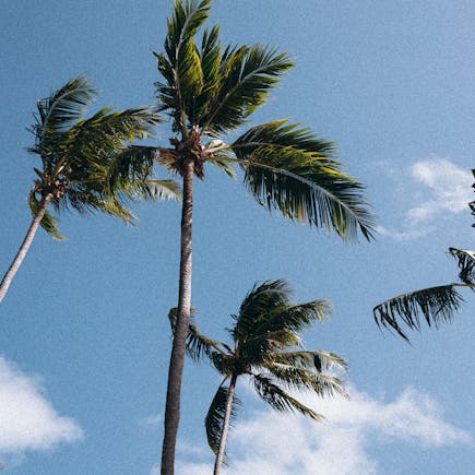 Tall palm trees sway gently against a clear blue sky, conveying a tropical, relaxed vibe.