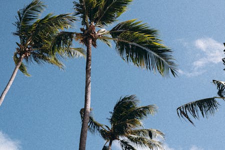 Tall palm trees sway gently against a clear blue sky, conveying a tropical, relaxed vibe.