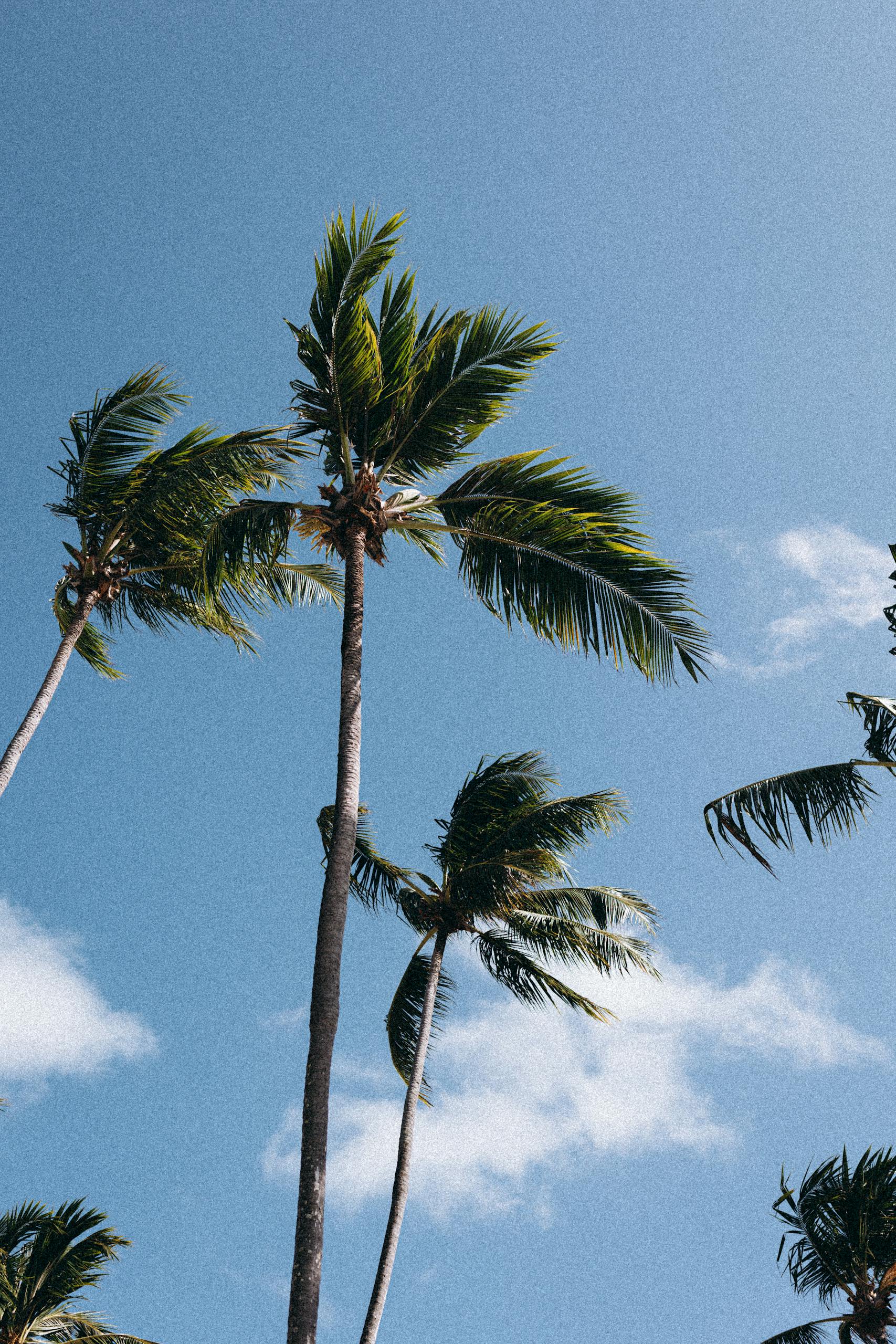 Tall palm trees sway gently against a clear blue sky, conveying a tropical, relaxed vibe.