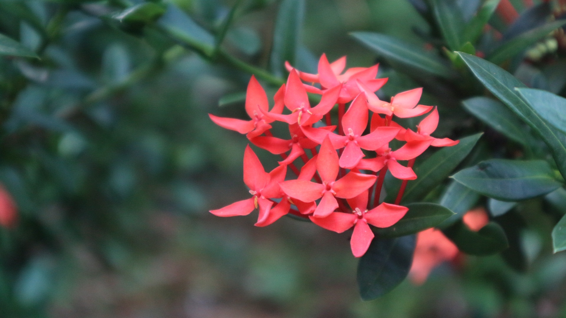 botanic park, flowers, photography, cayman islands