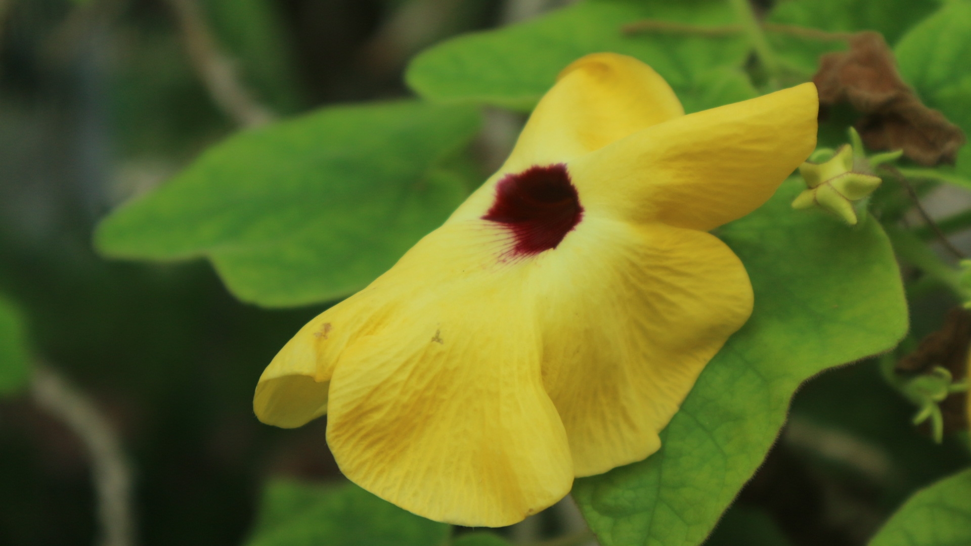 botanic park, flowers, photography, cayman islands