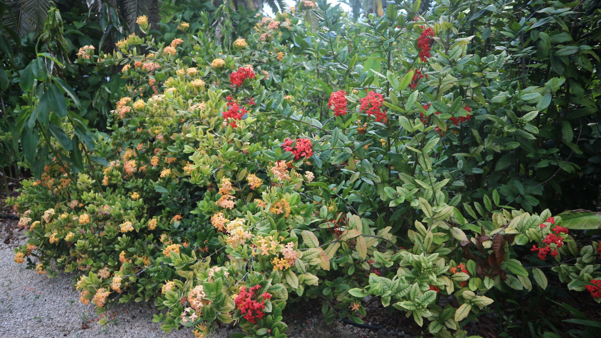 botanic park, flowers, photography, cayman islands