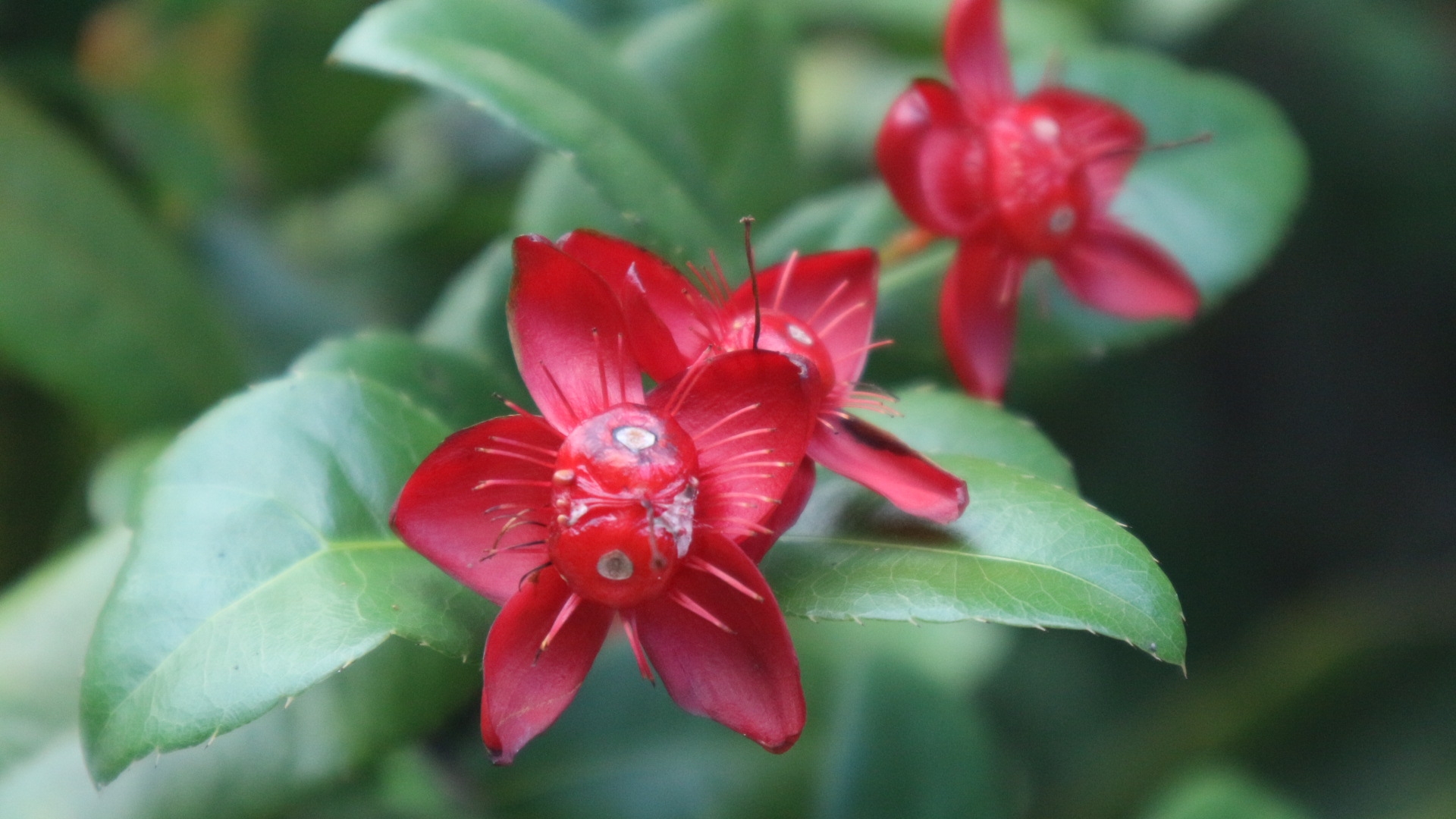 botanic park, flowers, photography, cayman islands