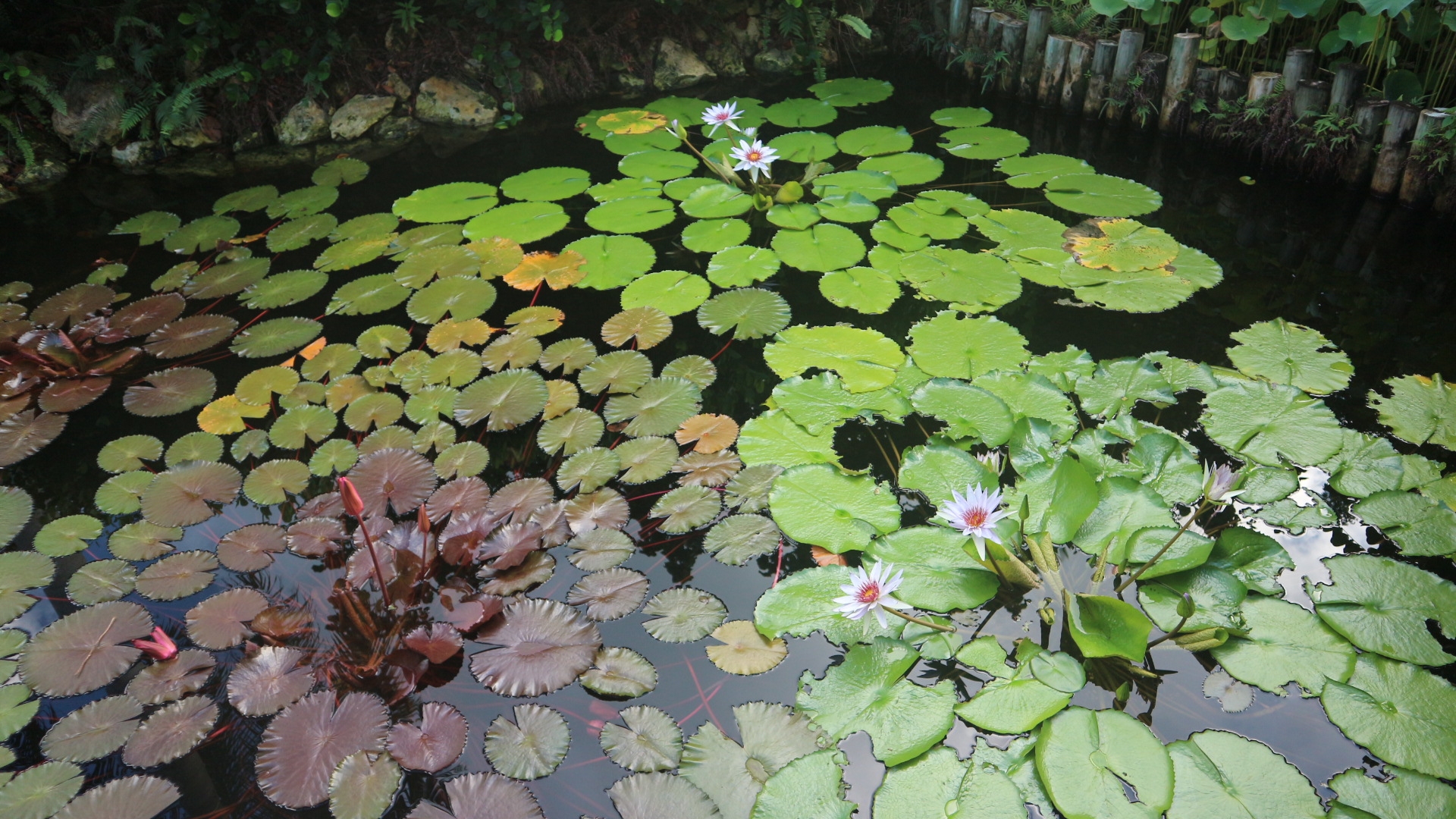 botanic park, flowers, photography, cayman islands